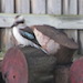Kookaburras sitting on woodpile