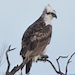 Sea Eagle sitting in tree branch