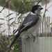 Kookaburra sitting on fence