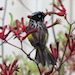 Little yellow striped bird sitting in red kangaroo paw